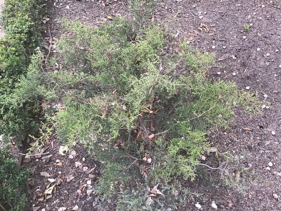 Juniperus ashei habit
