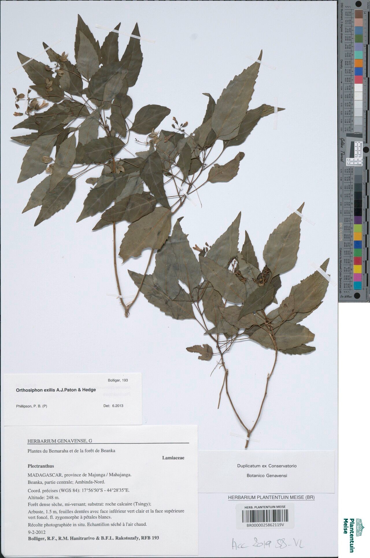 Orthosiphon exilis — houseplant care guide