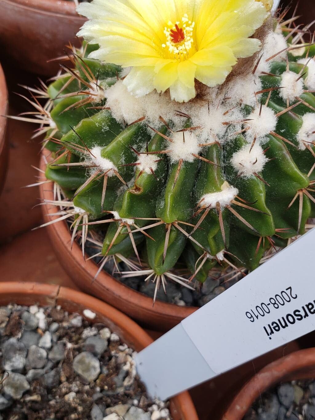 Parodia erinaceus — search result for 'Parodia'