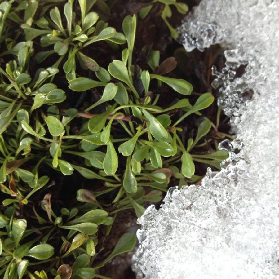 Globularia cordifolia — houseplant care guide