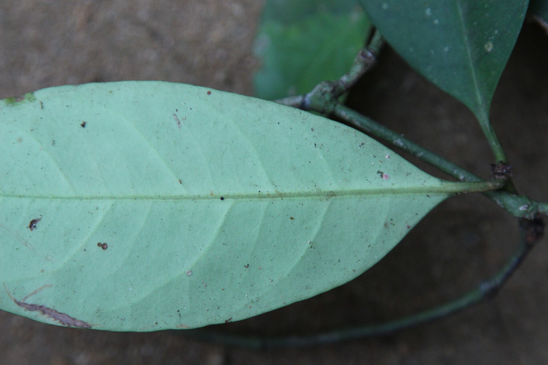 Ixora guineensis leaf