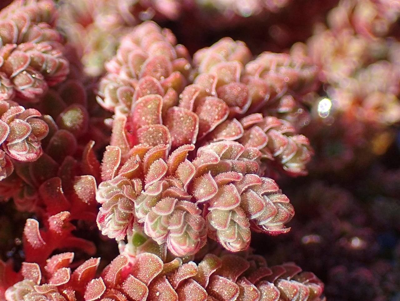 Azolla filiculoides flower