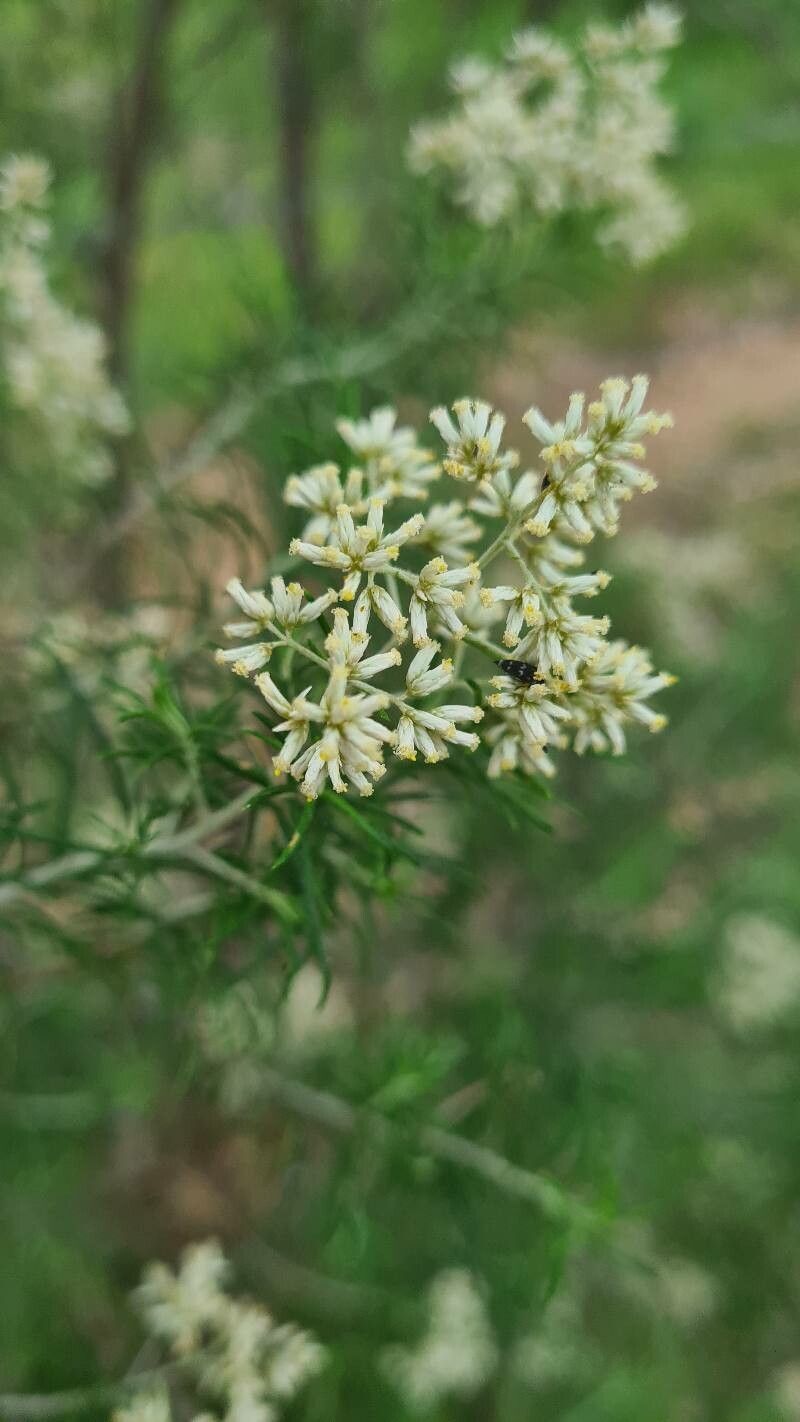 Cassinia laevis flower