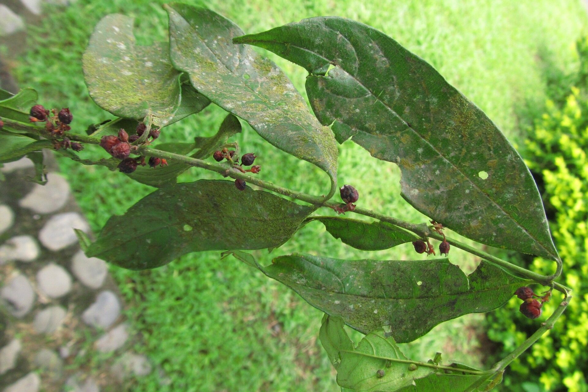 Pauridiantha paucinervis habit