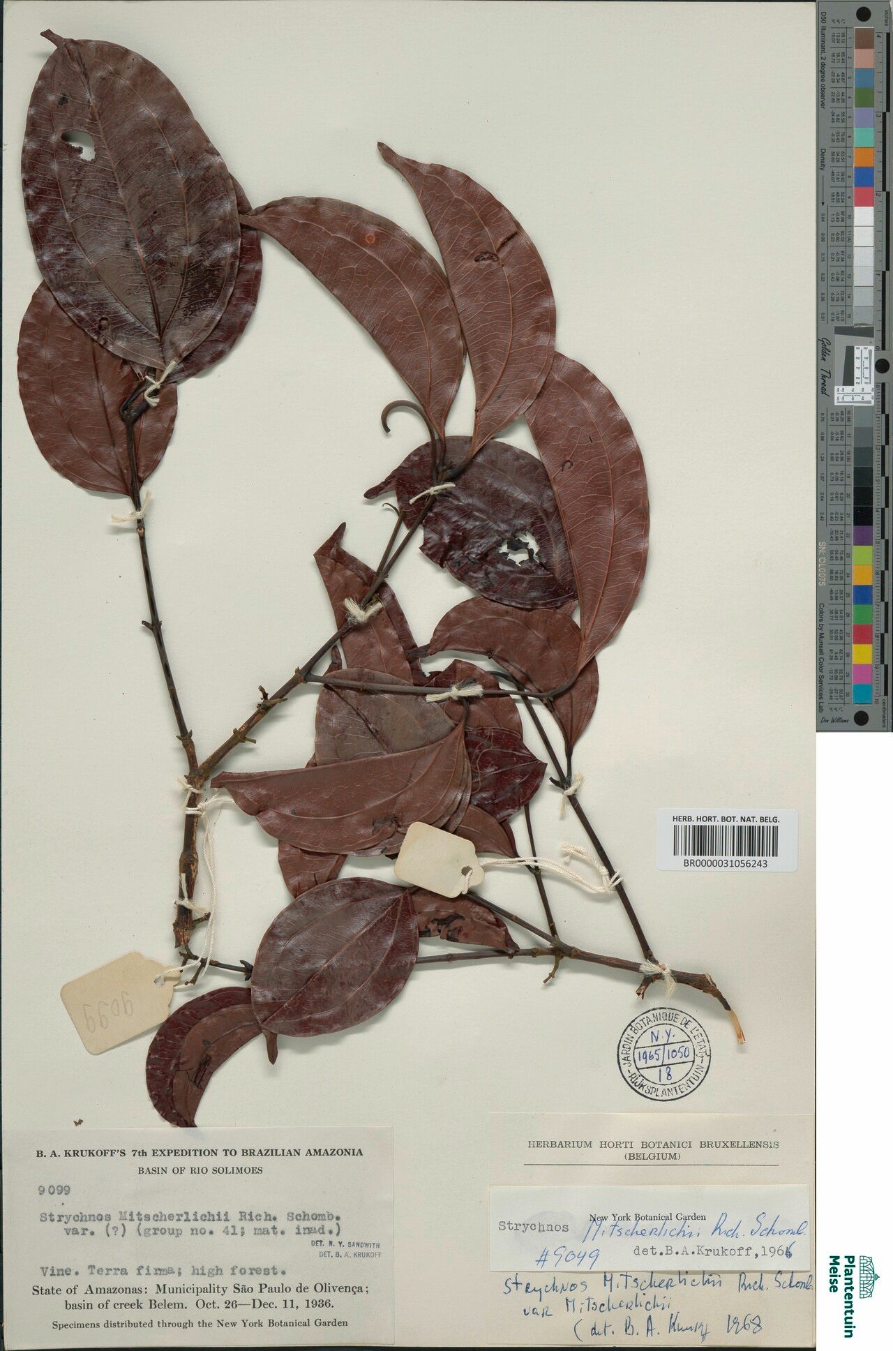 Strychnos mitscherlichii — houseplant care guide