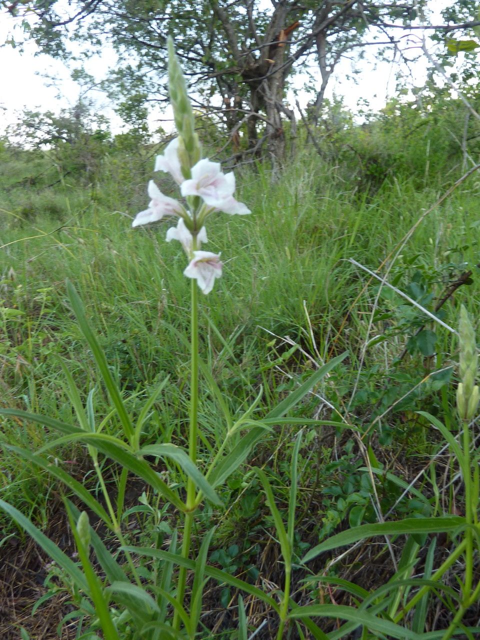 Asystasia laticapsula habit