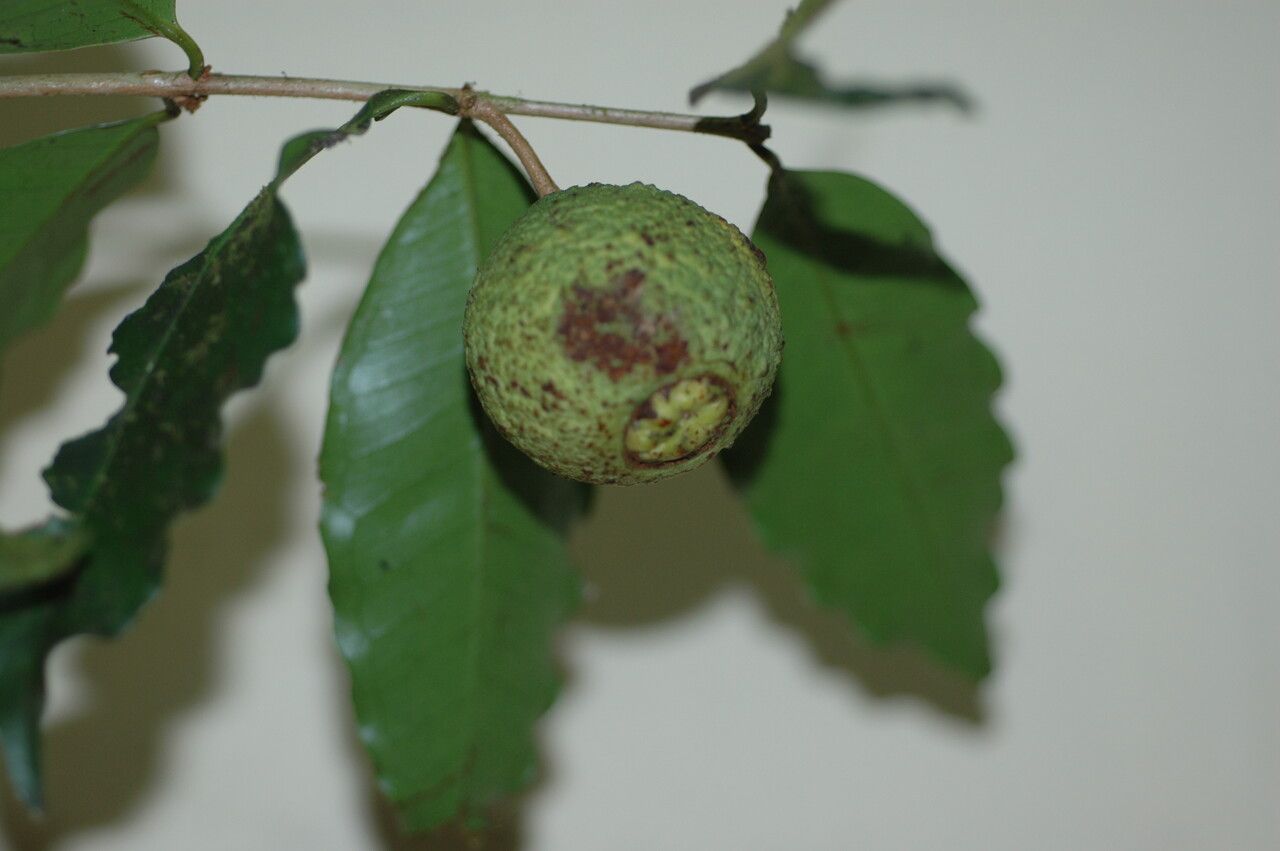 Eugenia neoverrucosa — houseplant care guide