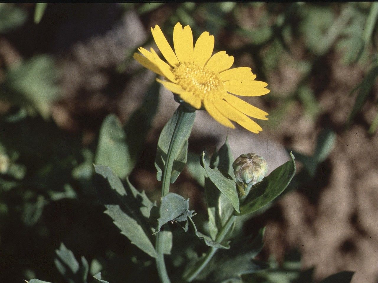 Glebionis segetum flower
