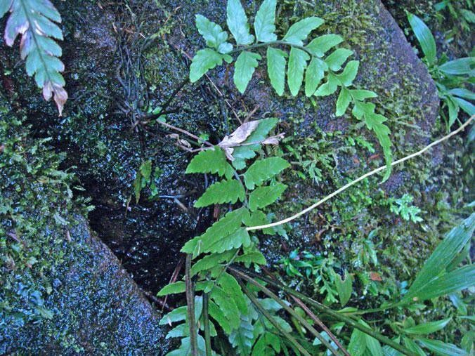 Diplazium prominulum other