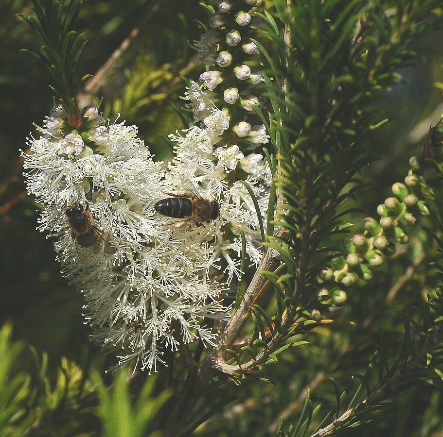 Melaleuca armillaris flower