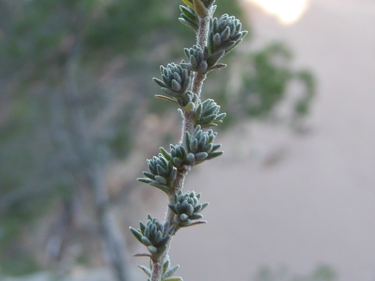 Camphorosma monspeliaca leaf