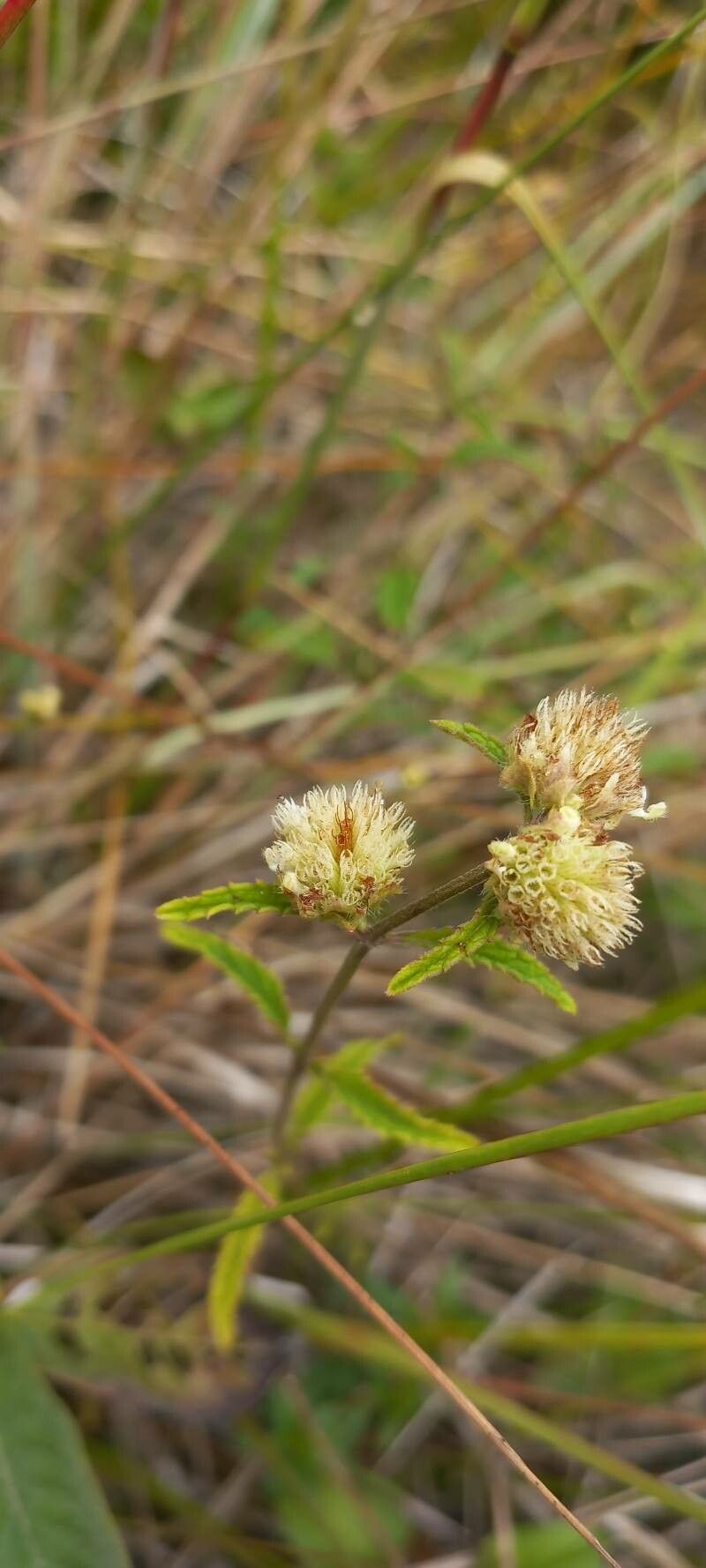 Hyptis lanceolata flower