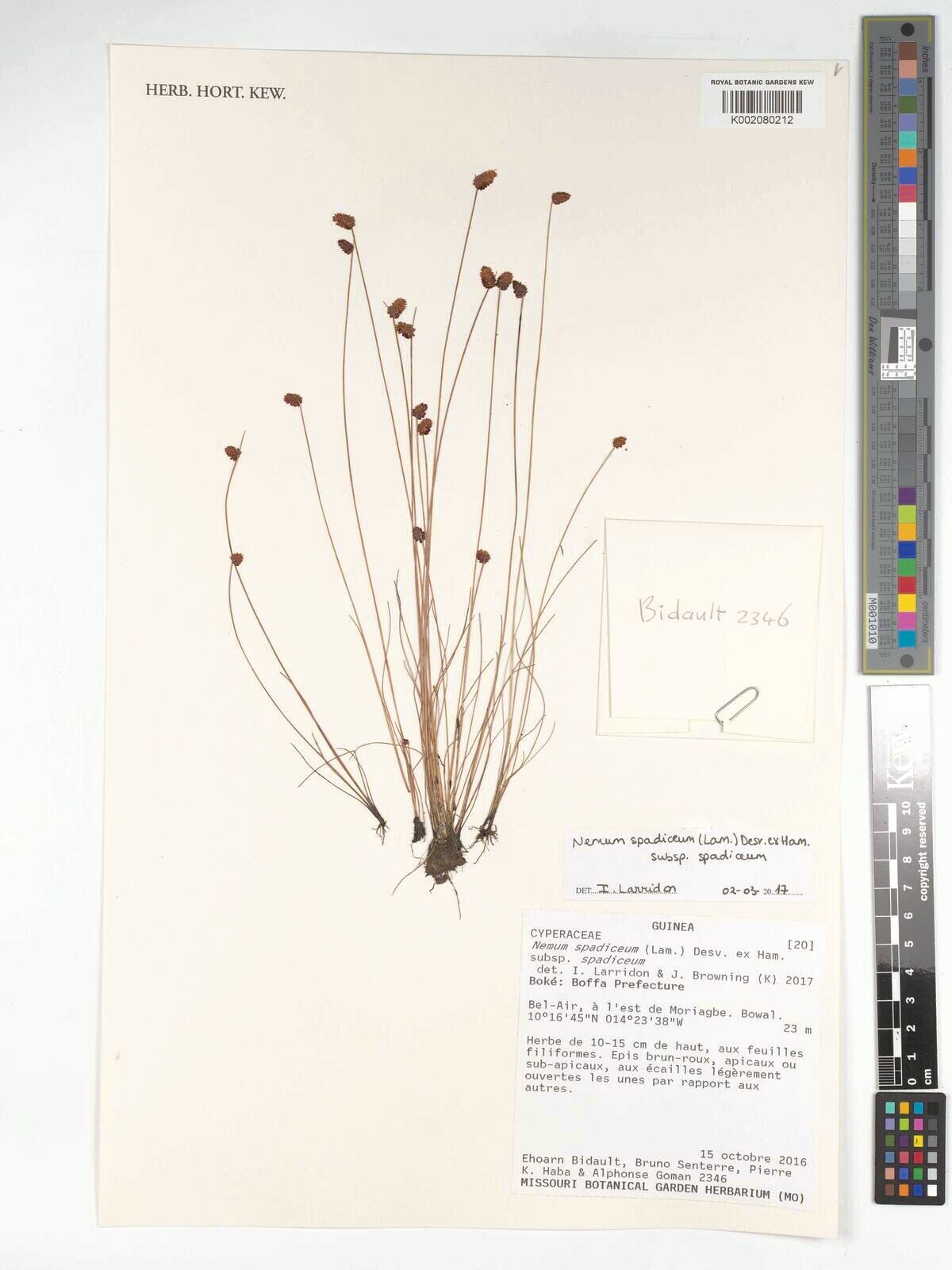 Bulbostylis briziformis — houseplant care guide