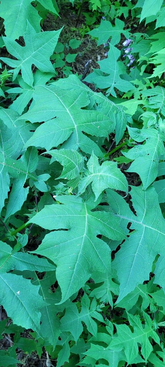 Penstemon smallii leaf