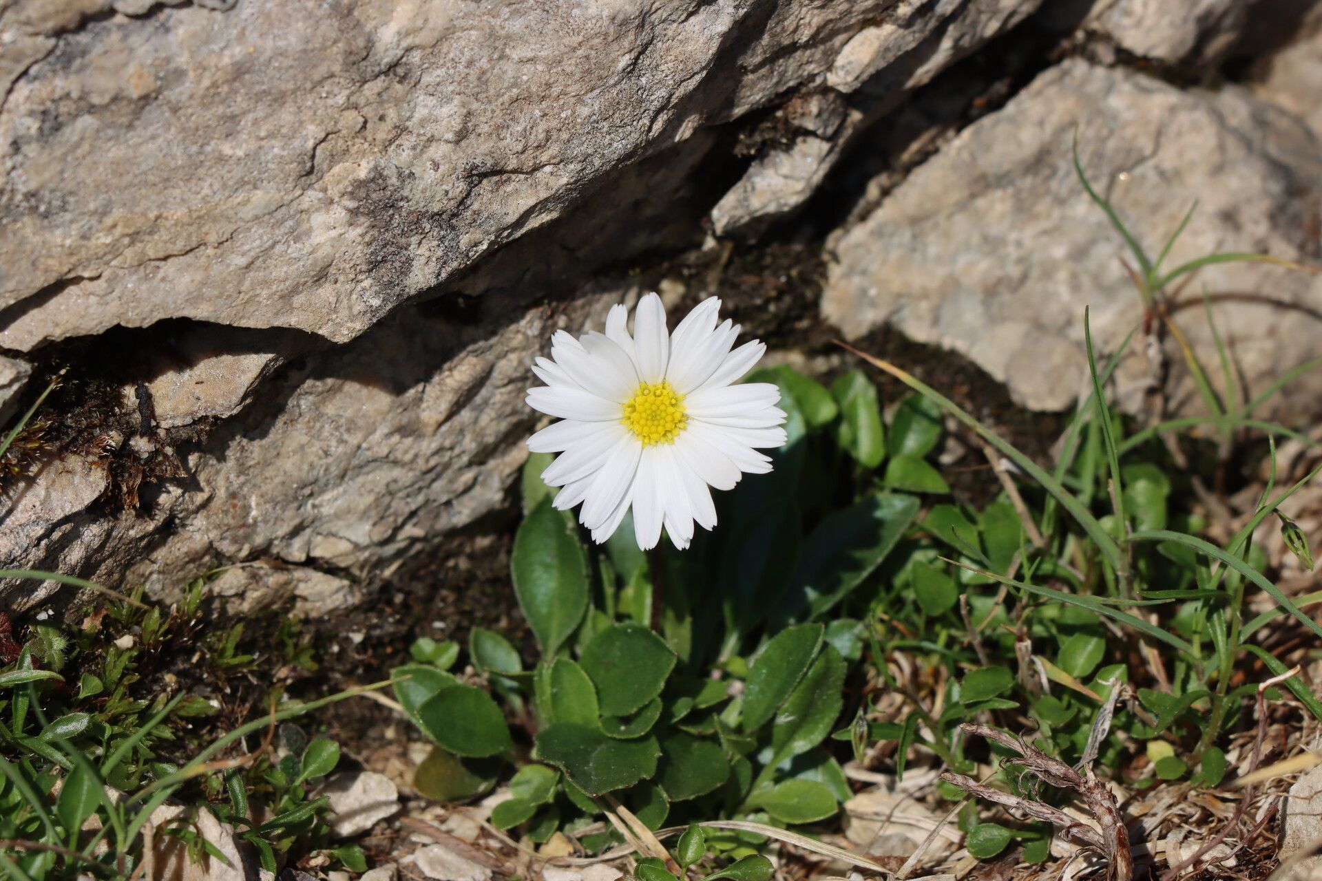 Aster bellidiastrum flower