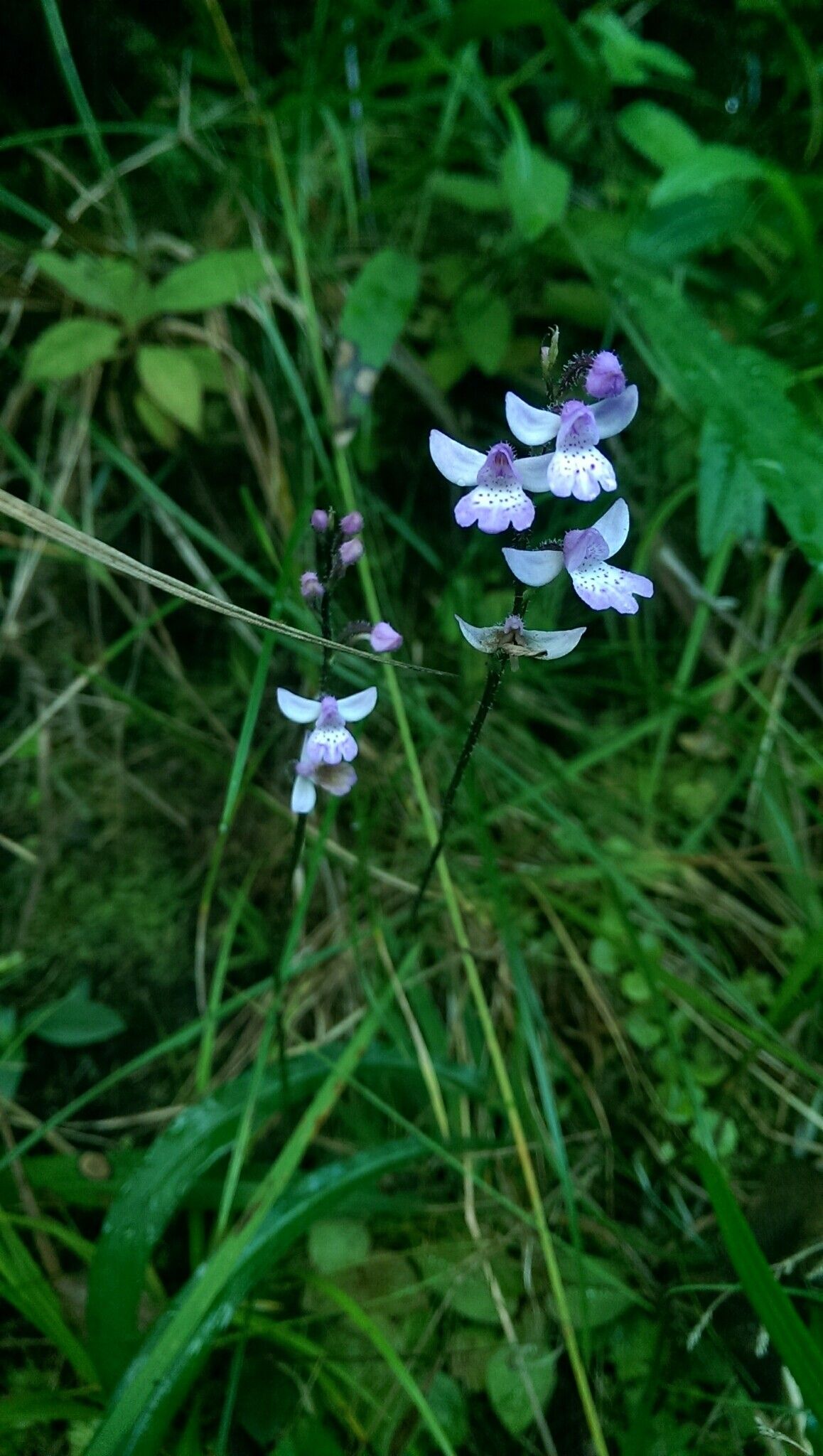 Cynorkis baronii — houseplant care guide