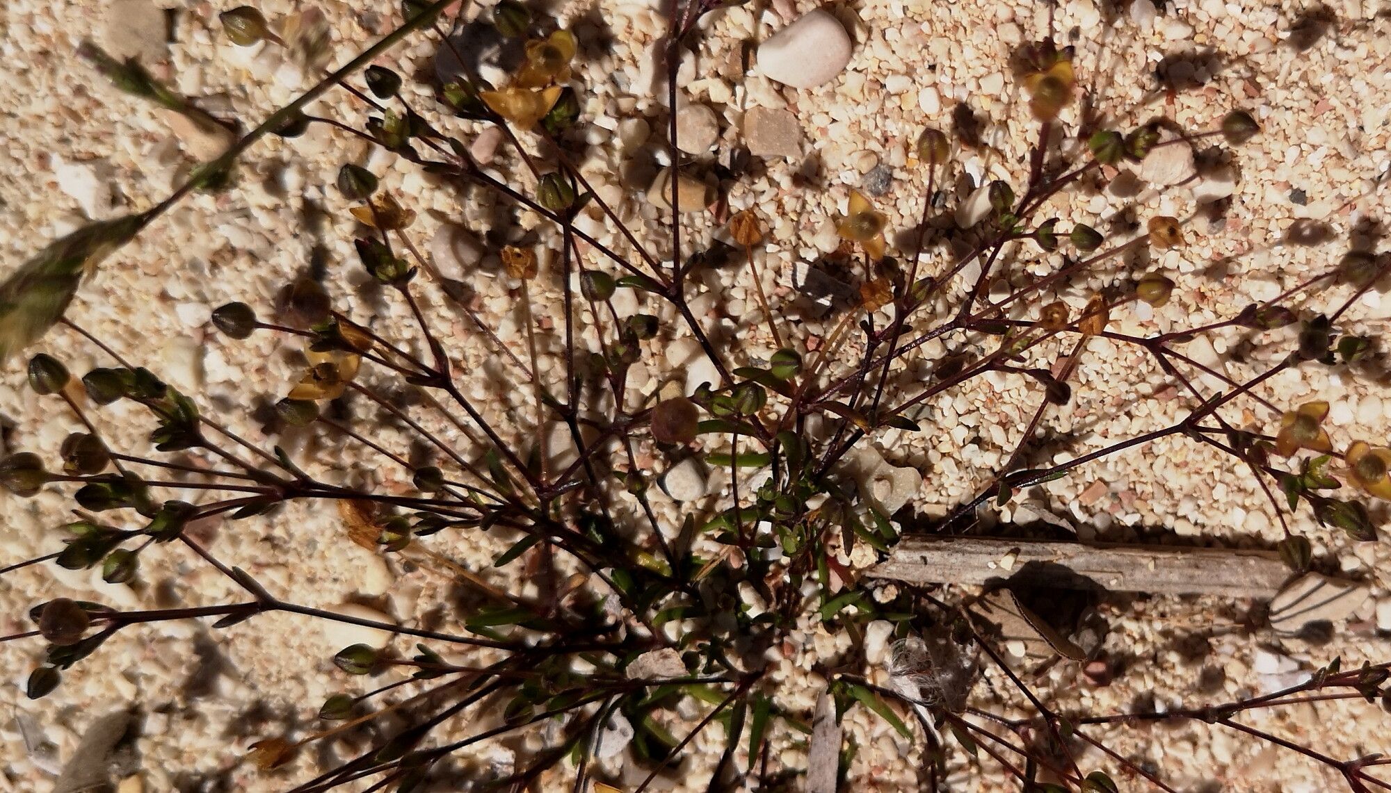 Sagina maritima — search result for 'and southwest Asia'