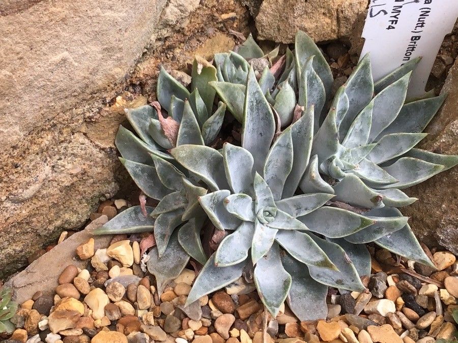 Dudleya lanceolata — search result for 'Dudleya'
