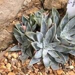 Dudleya lanceolata