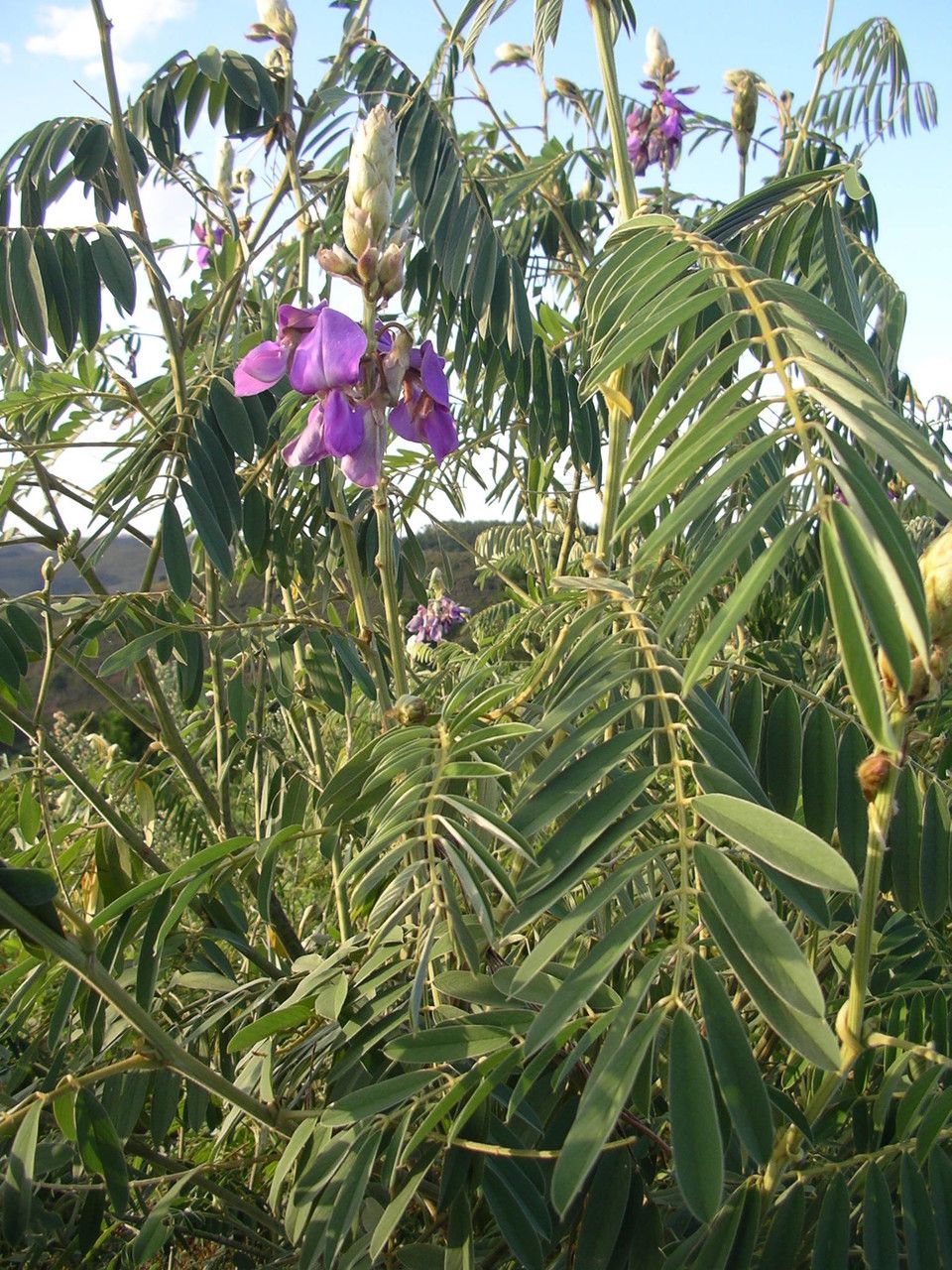 Tephrosia vogelii flower