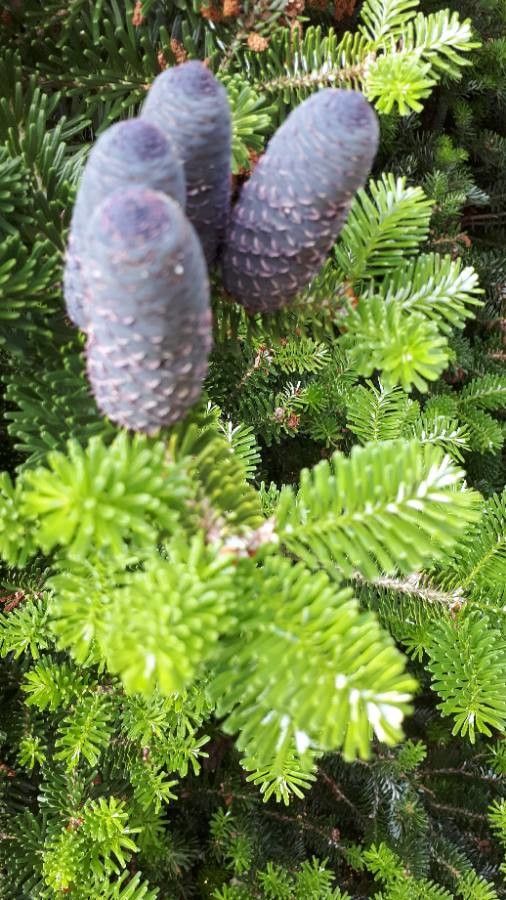 Abies fraseri flower
