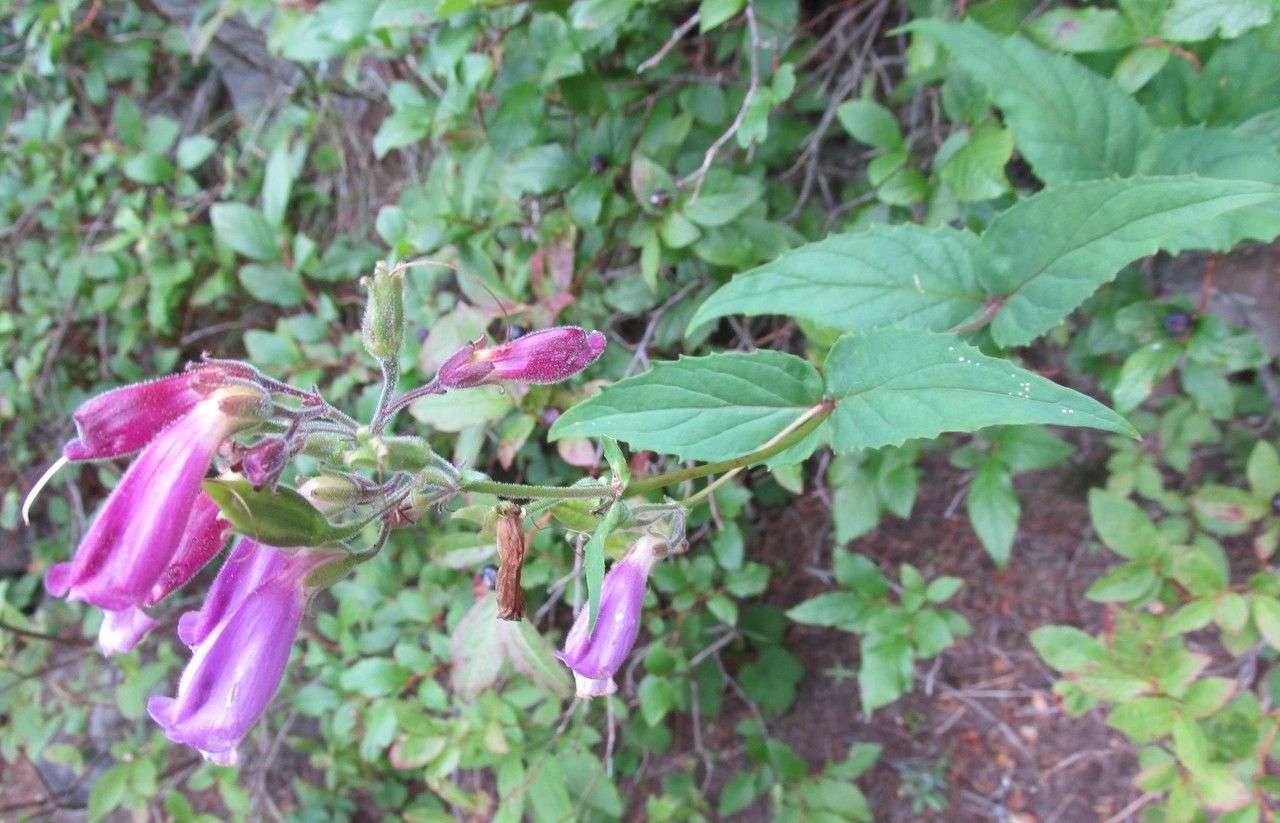 Nothochelone nemorosa habit