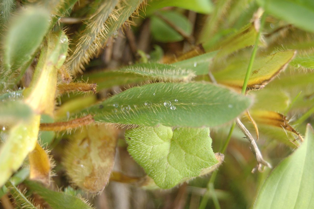 Meconopsis simplicifolia — search result for 'Meconopsis'