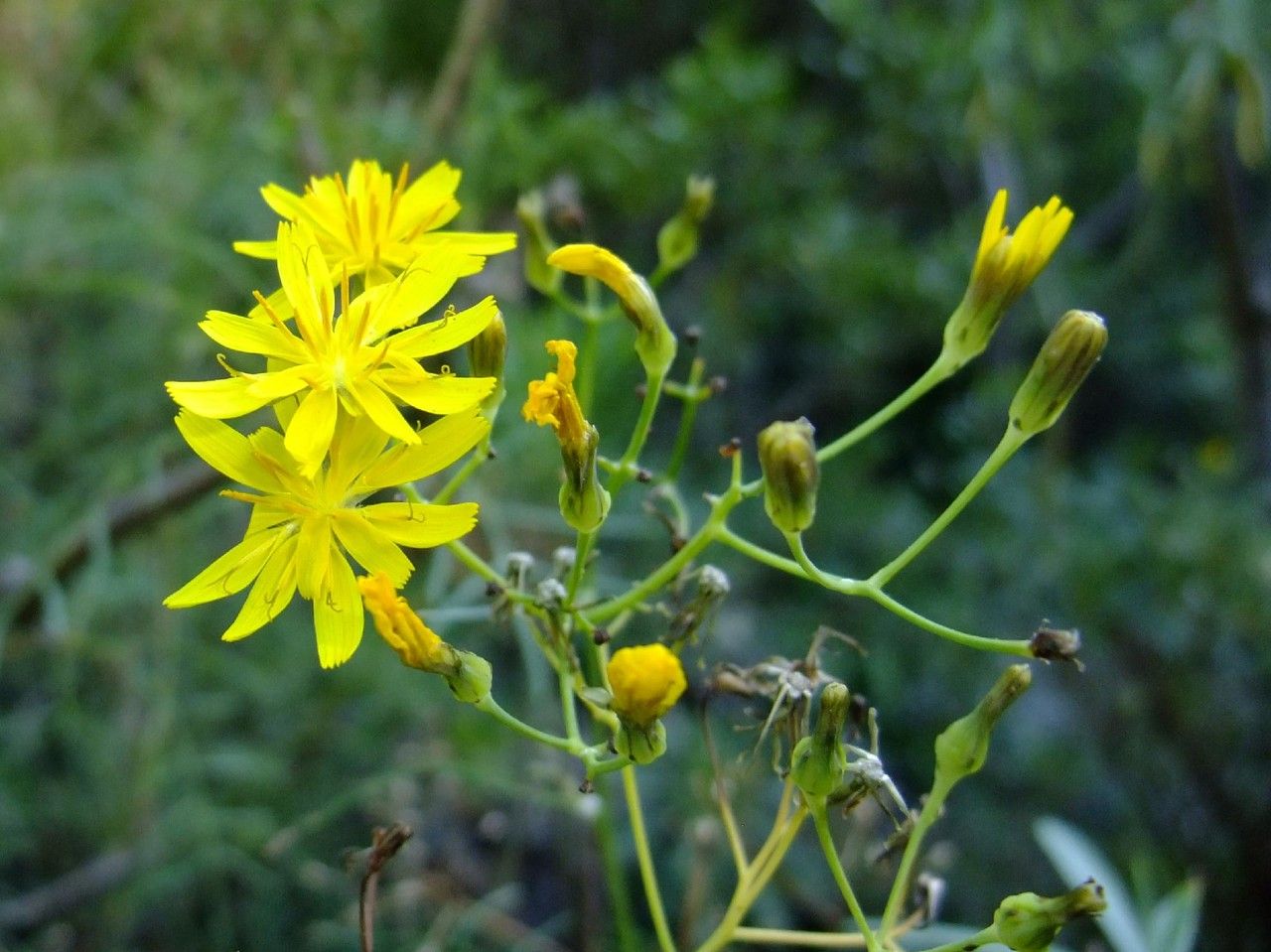Sonchus capillaris flower