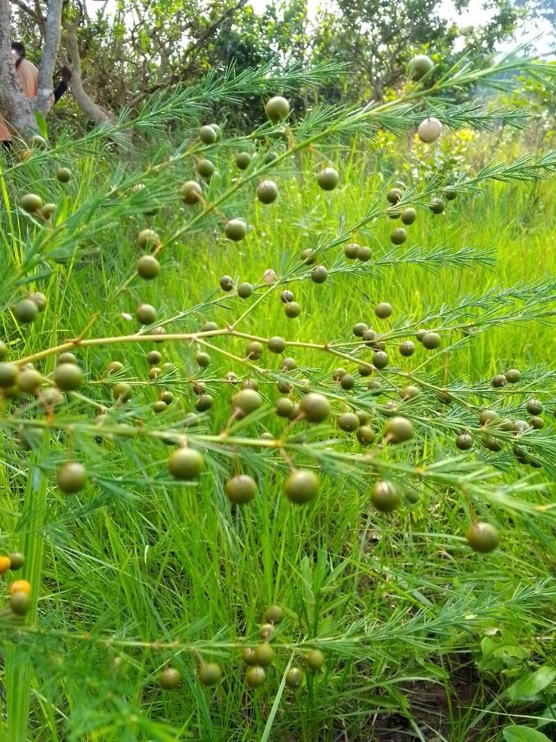 Asparagus flagellaris fruit