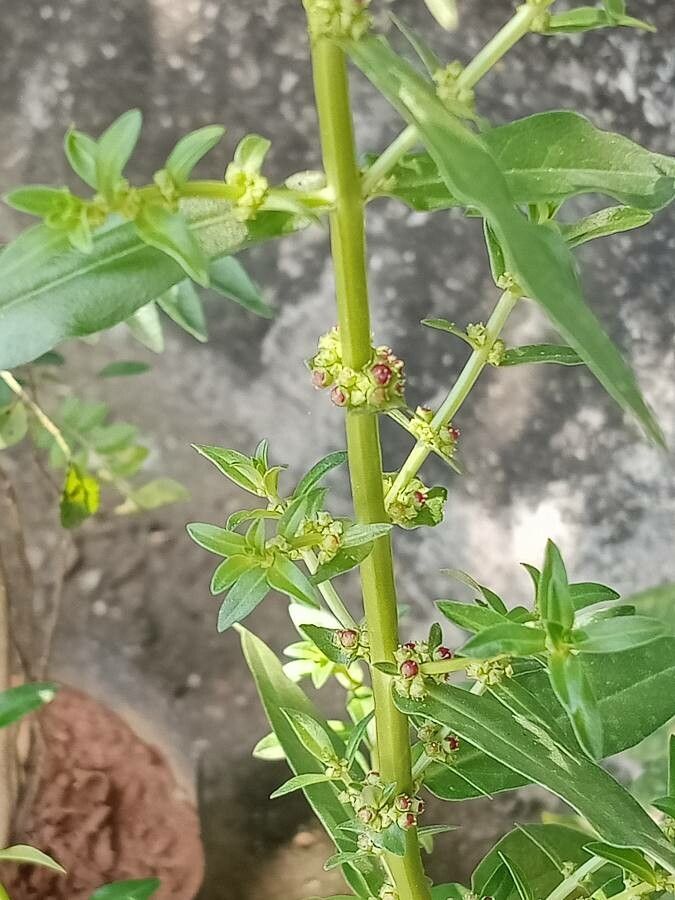 Ammannia baccifera — search result for 'Israel'