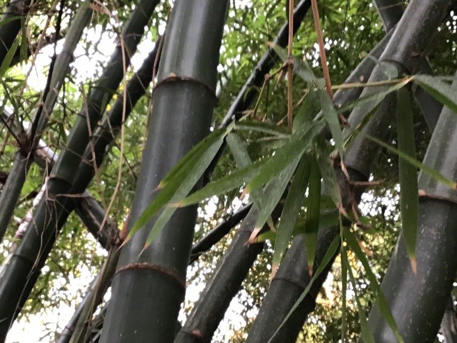 Dendrocalamus giganteus — search result for 'Bamboo'