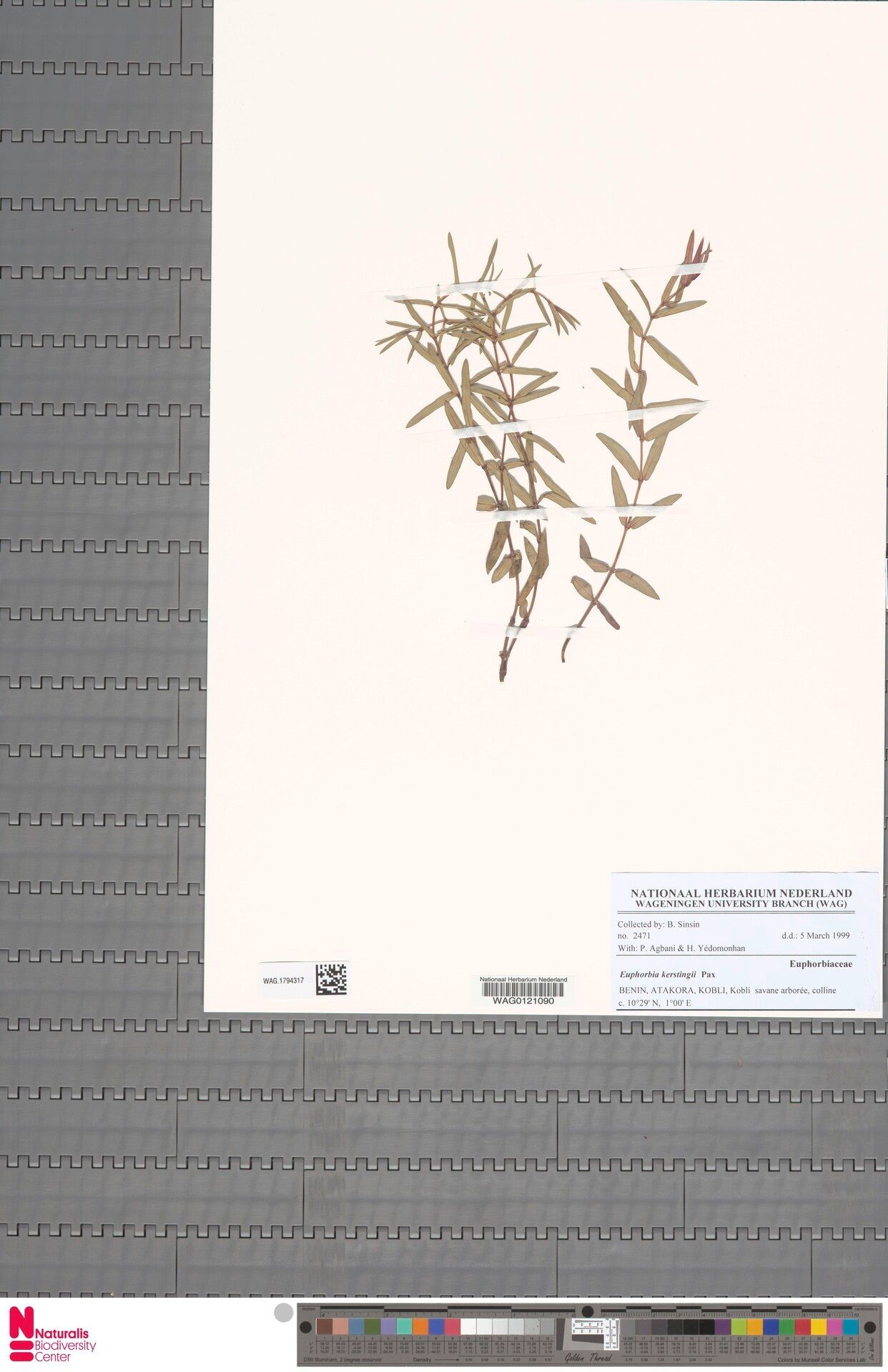 Euphorbia kerstingii — houseplant care guide