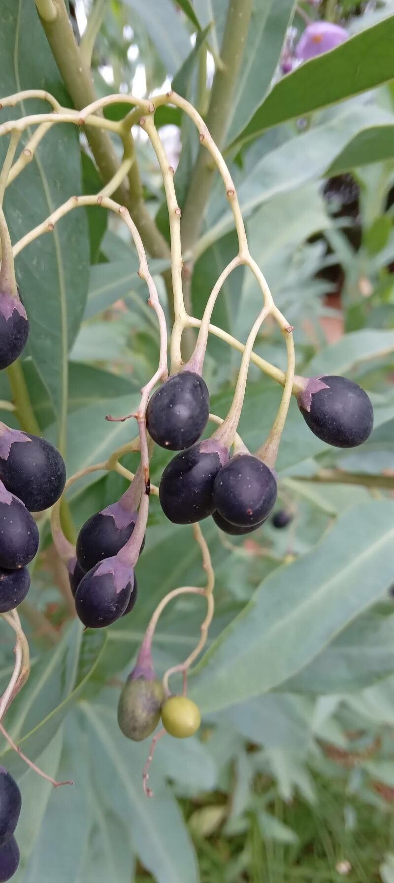 Solanum glaucophyllum fruit