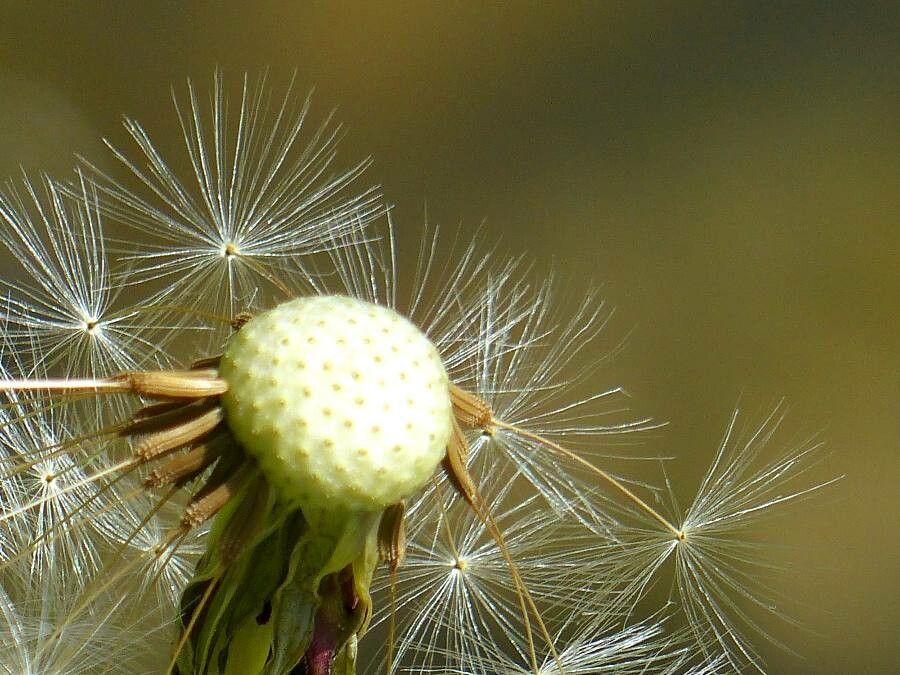 Leontodon hispidus fruit