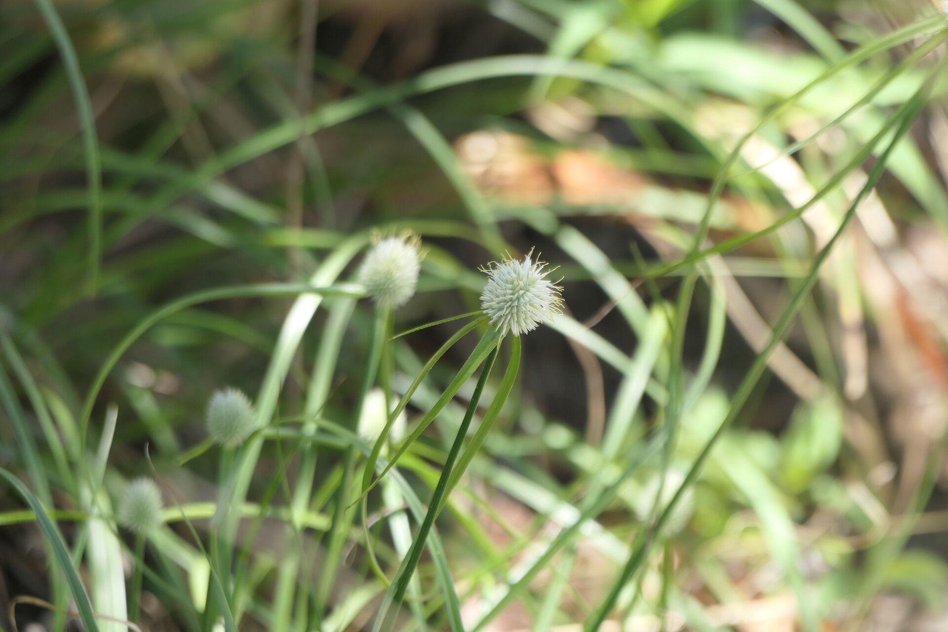 Cyperus alatus flower
