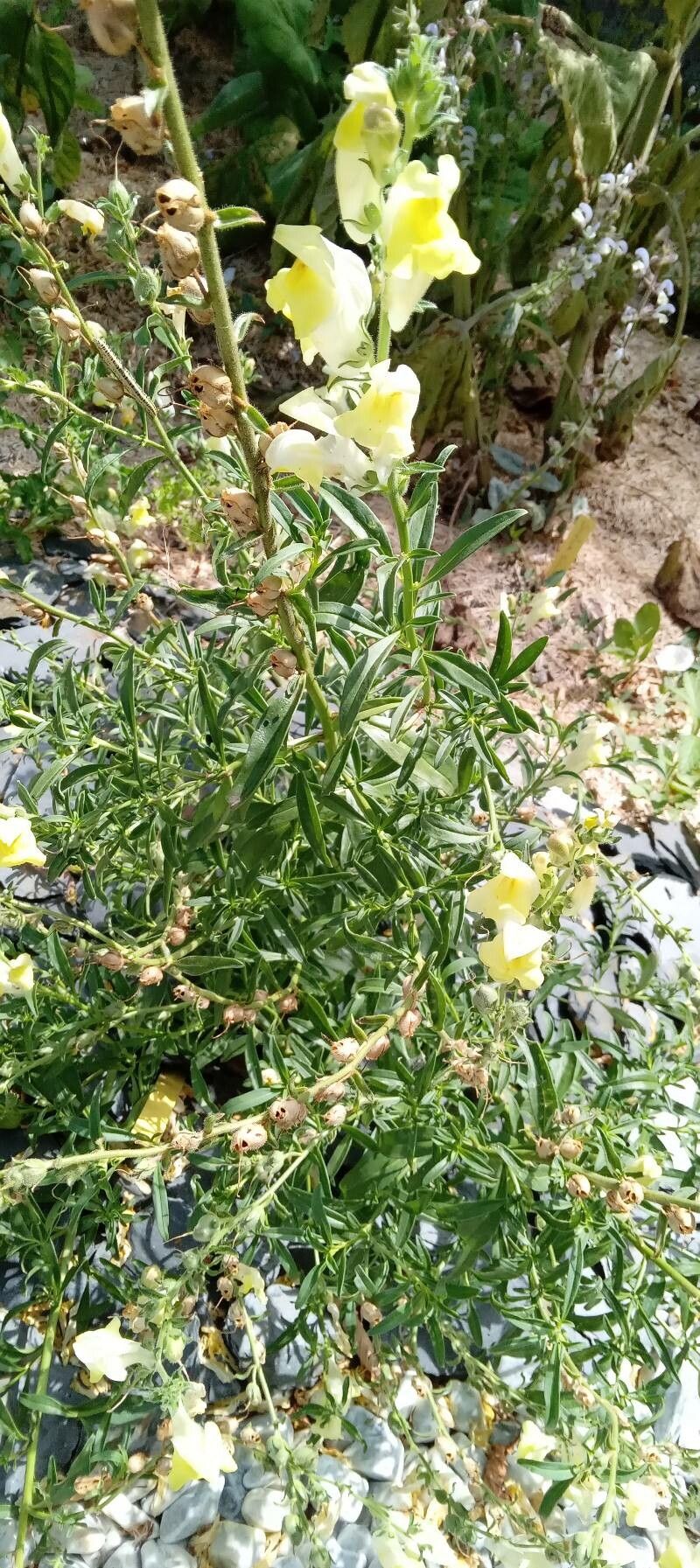 Antirrhinum braun-blanquetii habit