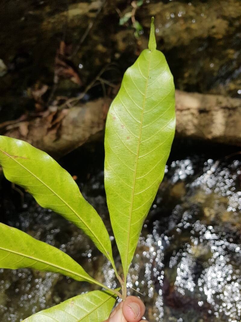 Pradosia grisebachii — related species from the same genus