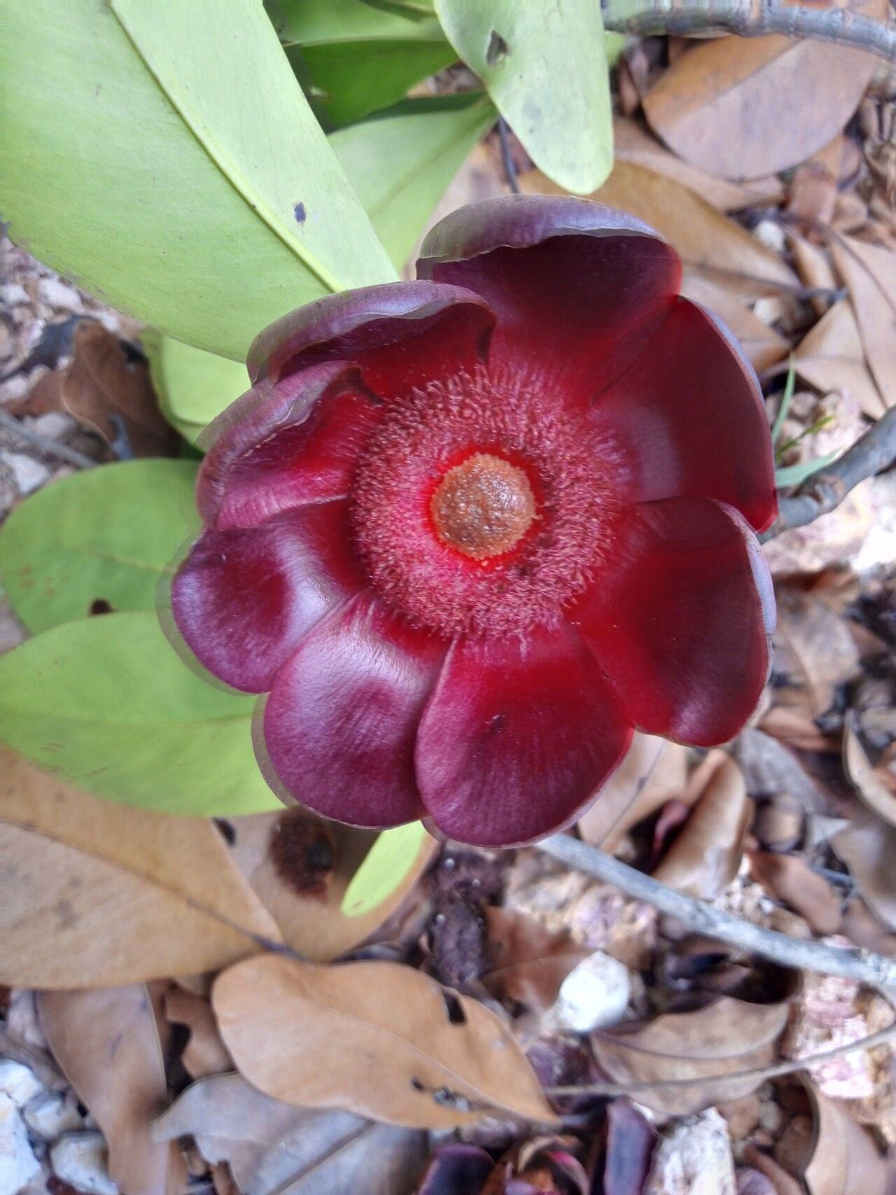Clusia insignis flower
