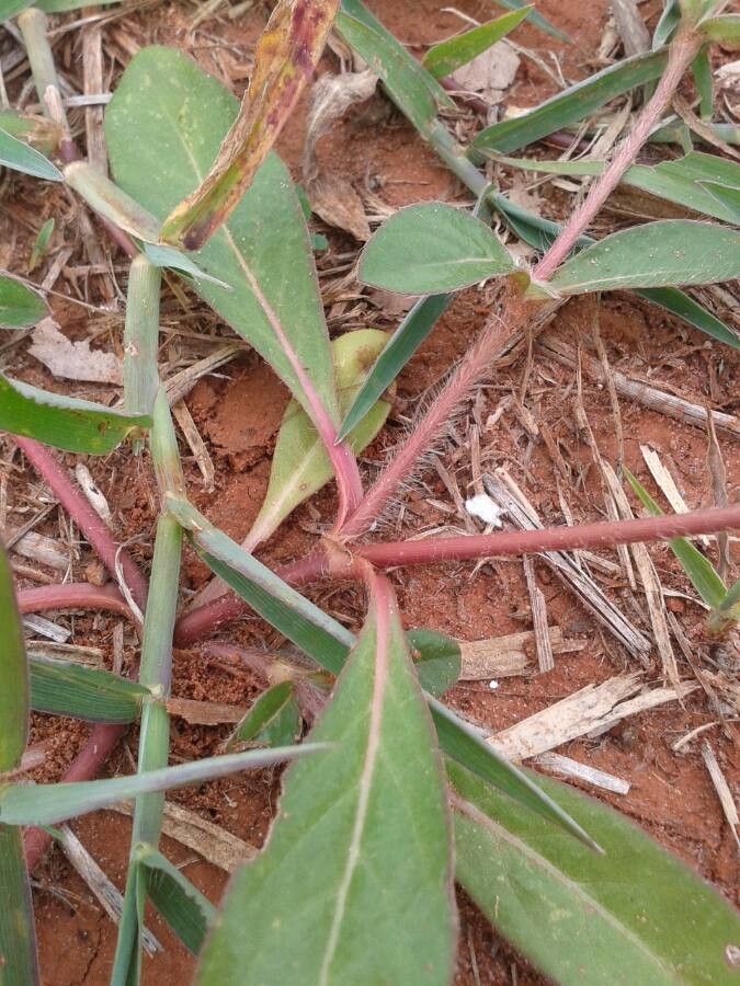 Gomphrena serrata bark
