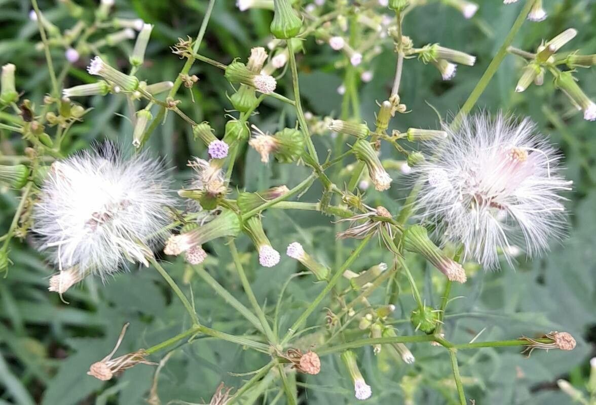 Erechtites valerianifolius fruit