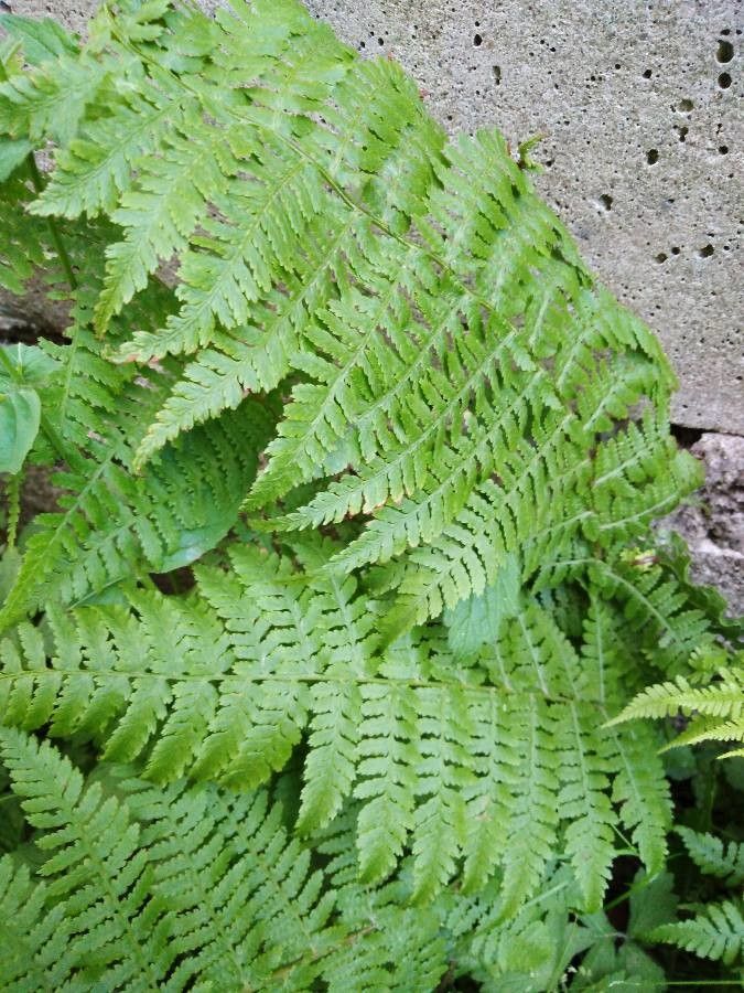 Dryopteris aemula flower