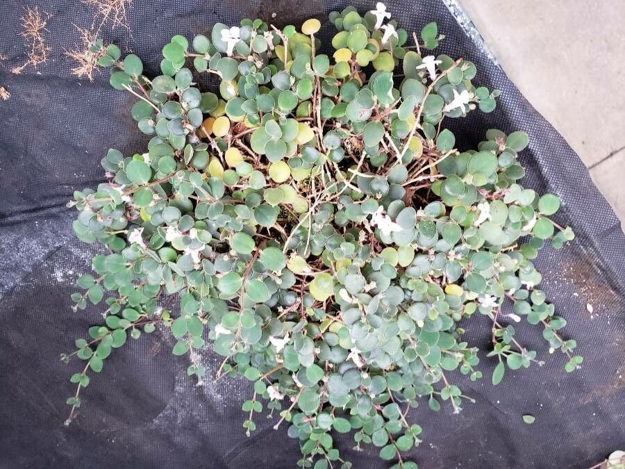 Codonanthe devosiana habit