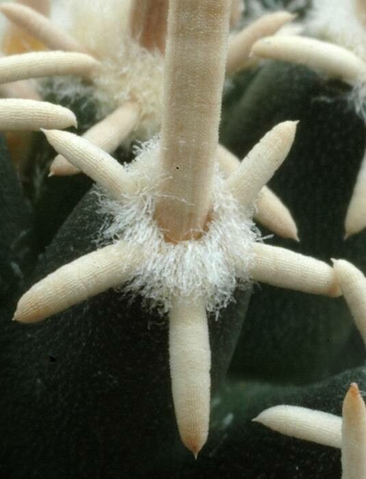 Pediocactus peeblesianus — related species from the same genus