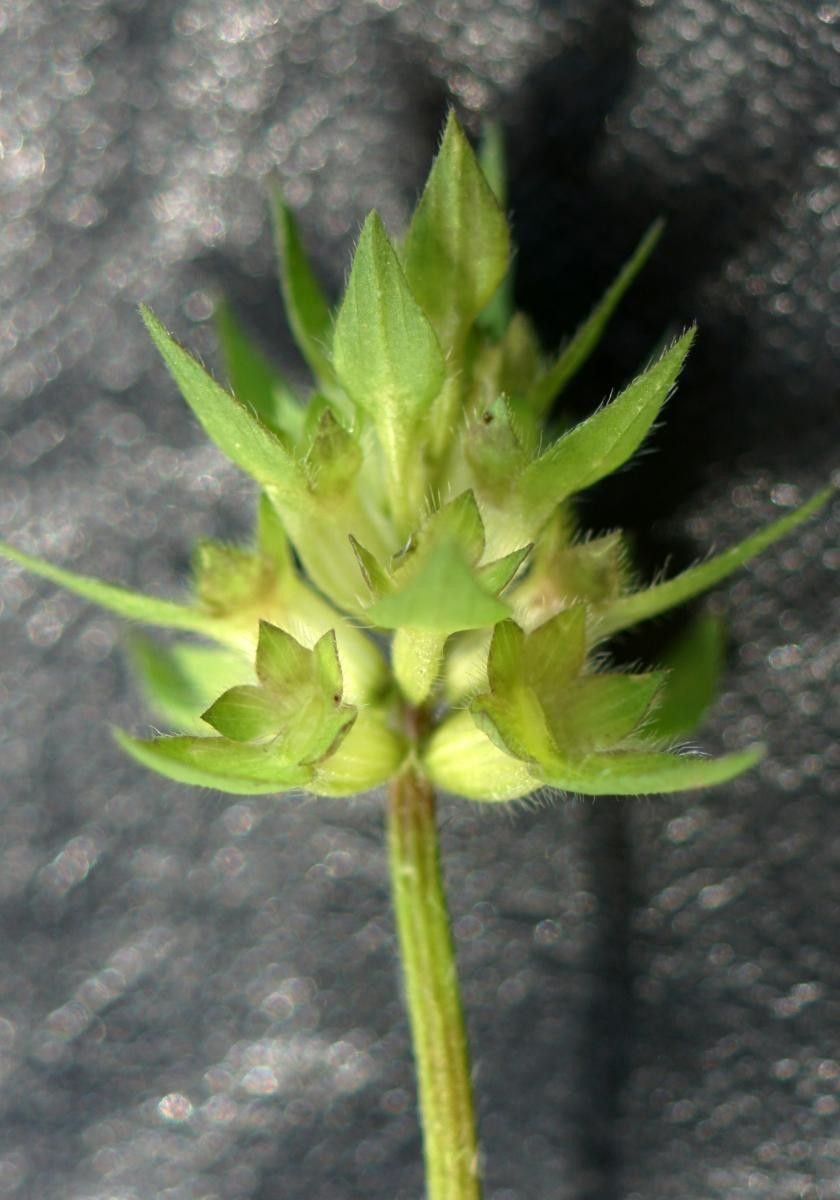 Trifolium clypeatum fruit