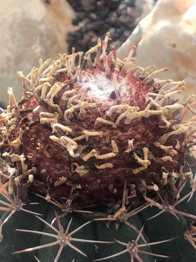 Melocactus levitestatus flower