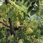 Phellodendron amurense