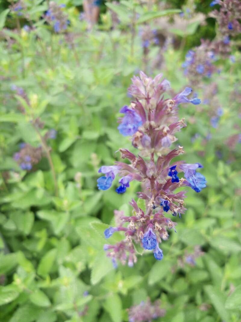 Nepeta wilsonii flower
