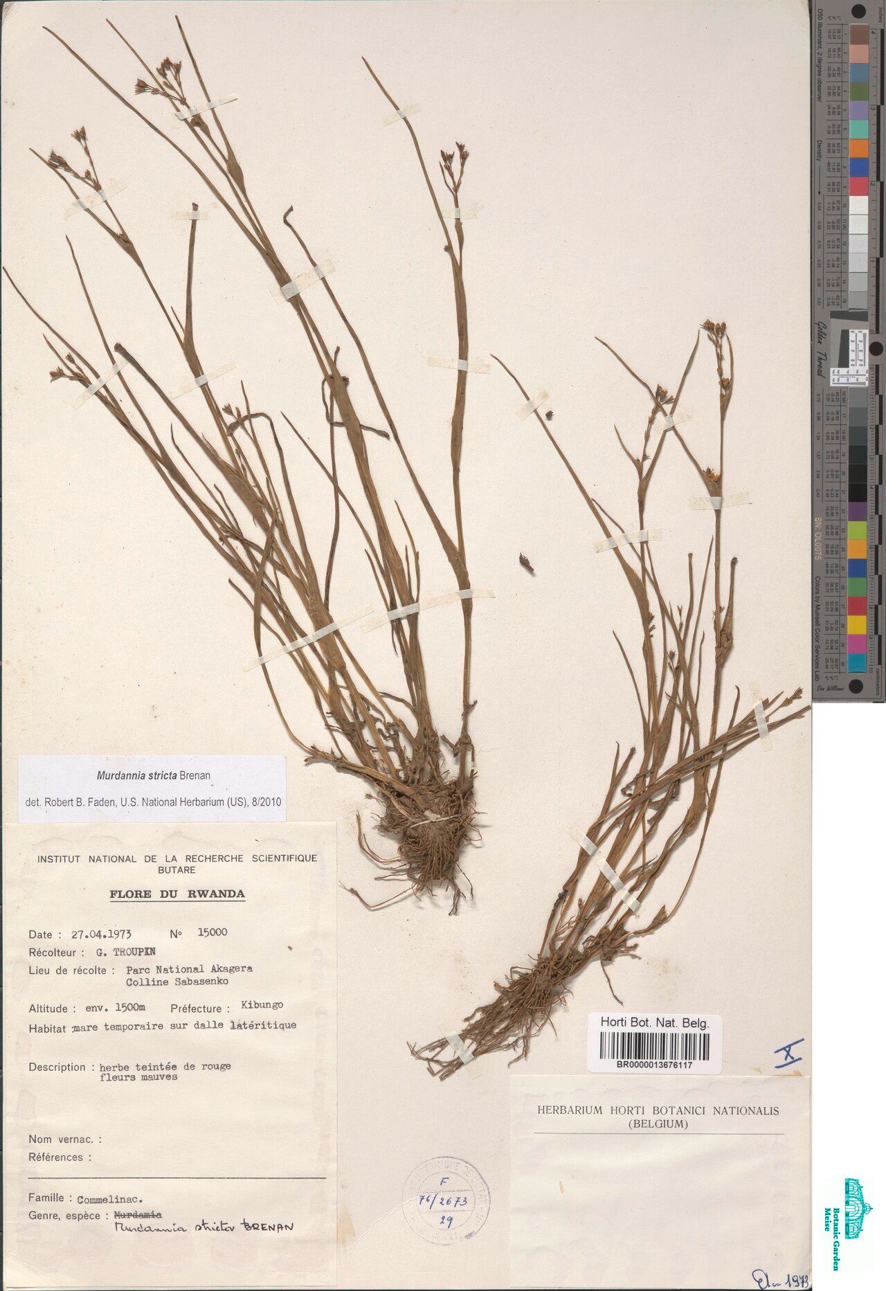 Murdannia stricta — houseplant care guide