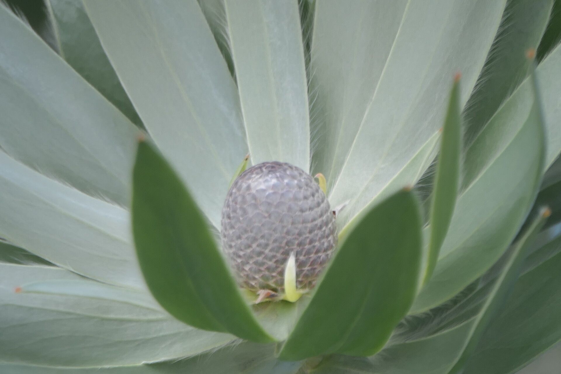 Leucadendron argenteum flower