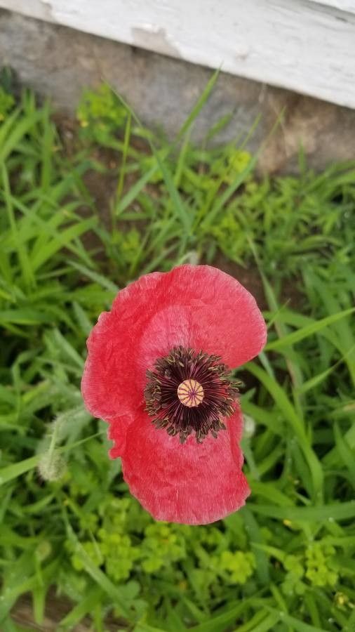 Argemone sanguinea — search result for 'Papaveraceae'